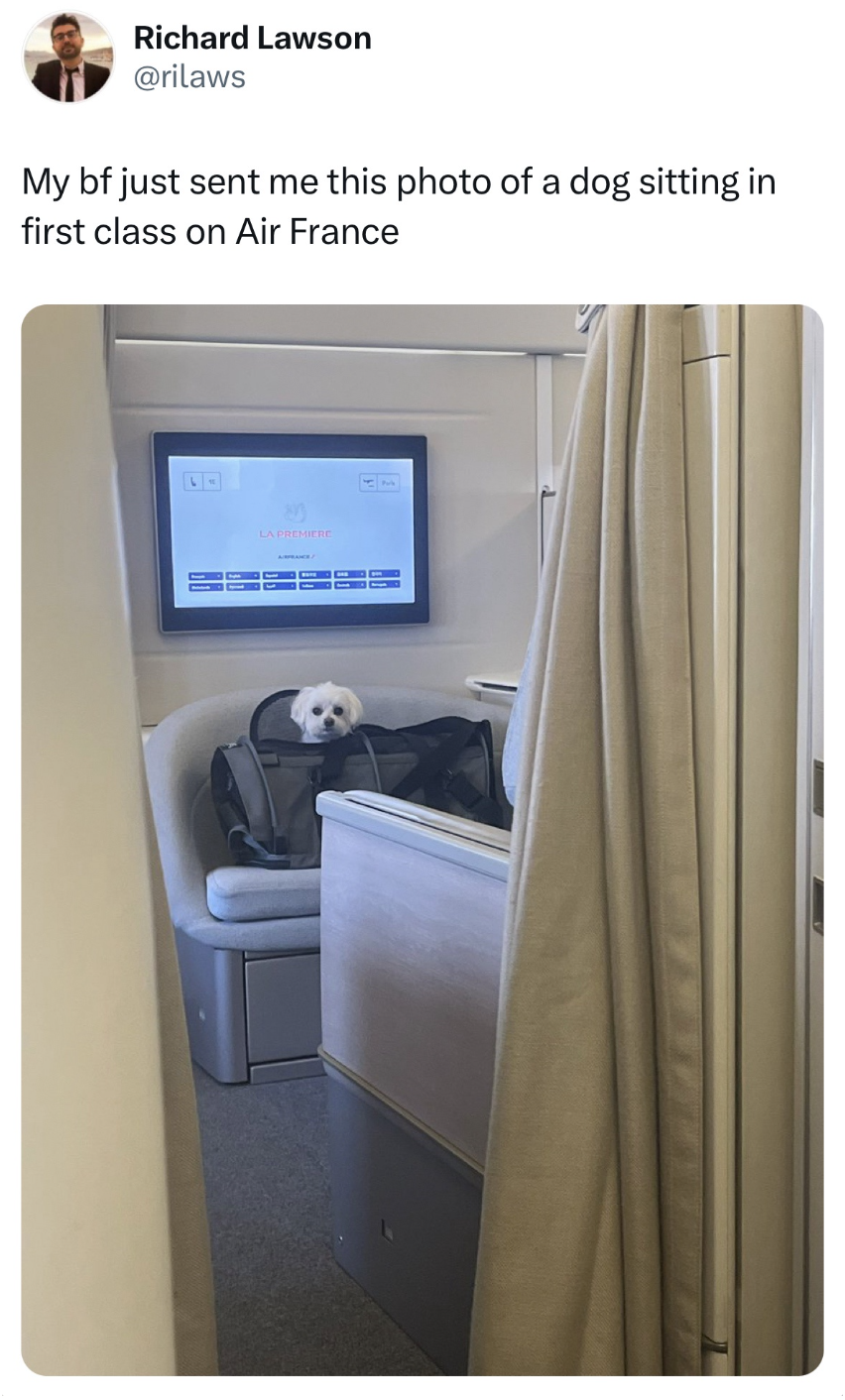 display device - Richard Lawson My bf just sent me this photo of a dog sitting in first class on Air France